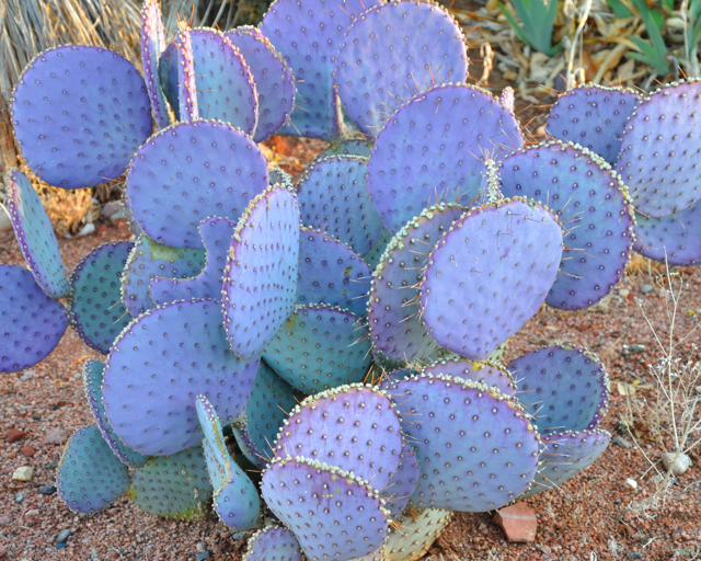 Coconino