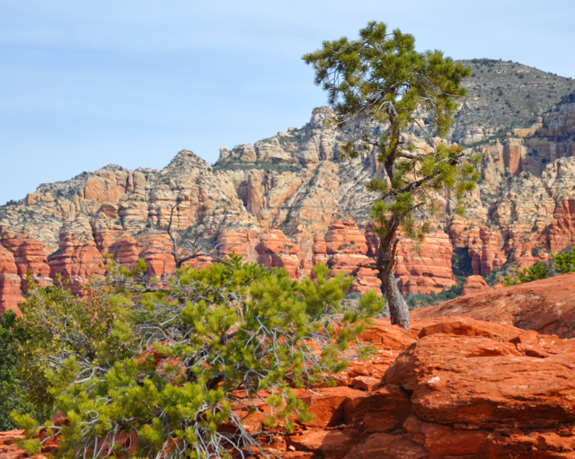 Coconino