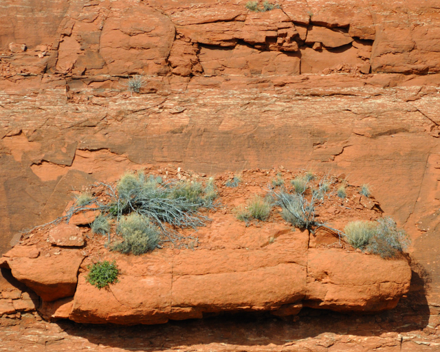 Chicken Point Coconino
