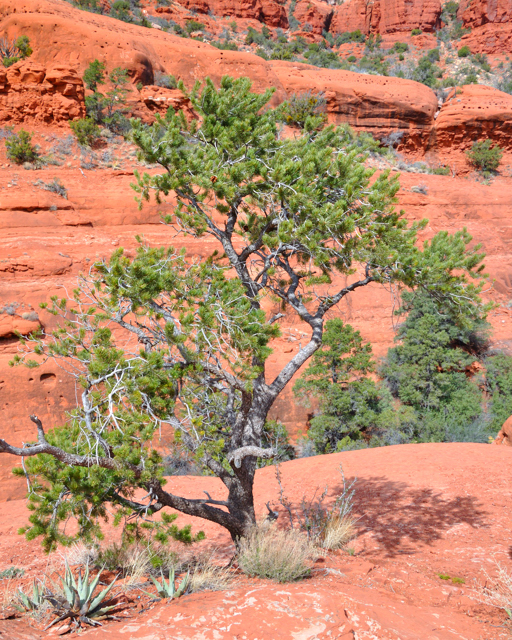 Coconino