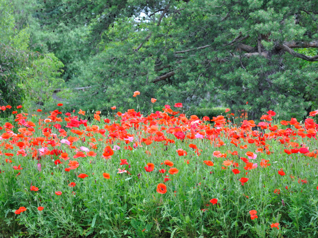 Cantigny