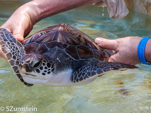 turtle farm