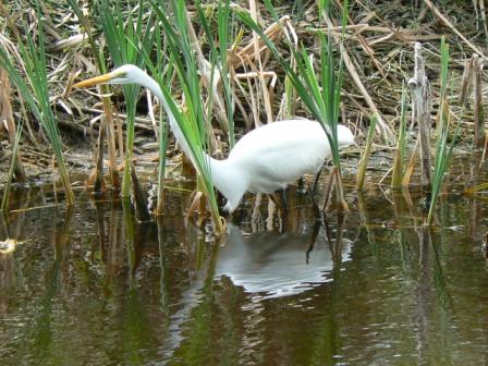 Egret