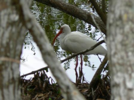 Ibis