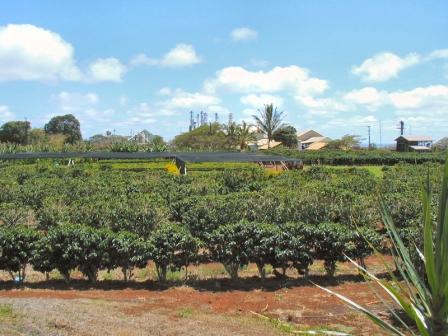 Coffee field