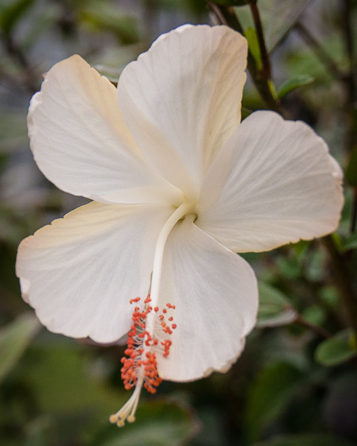 Kauai