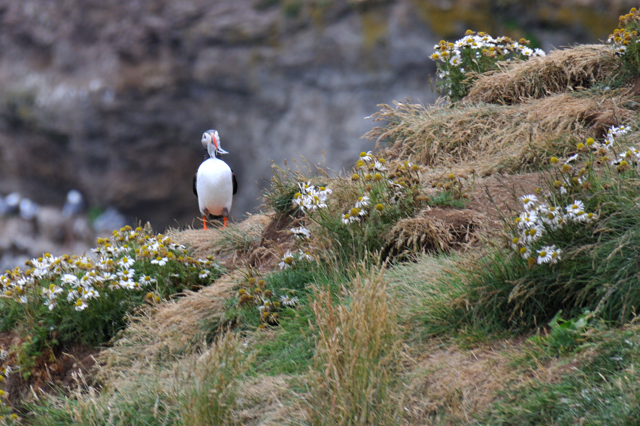 Grimsey Island