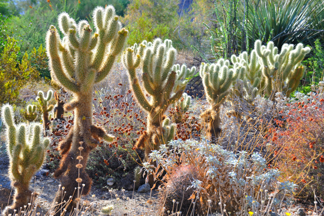 Living Desert