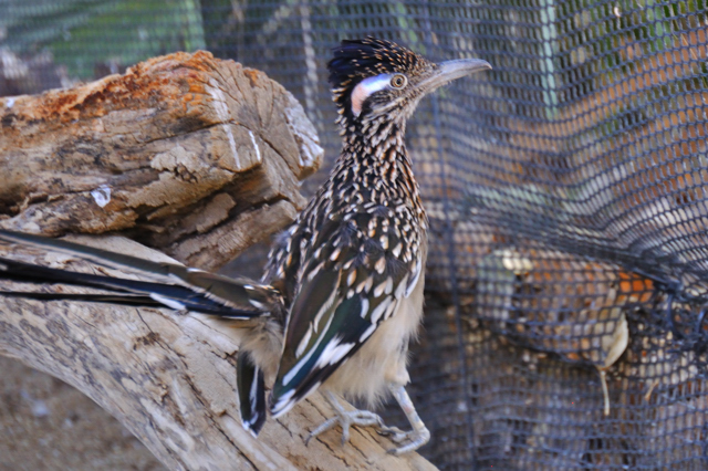 Living Desert