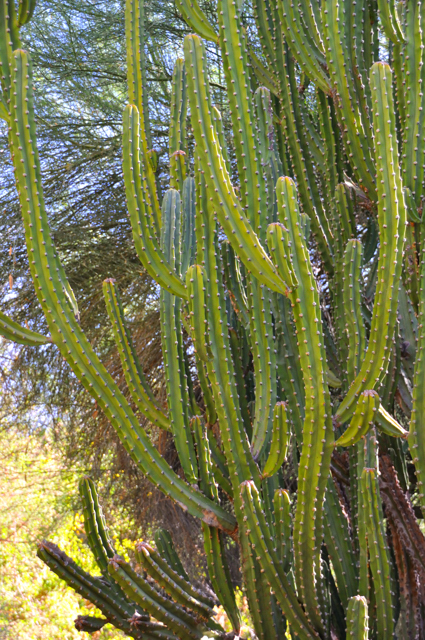 Living Desert