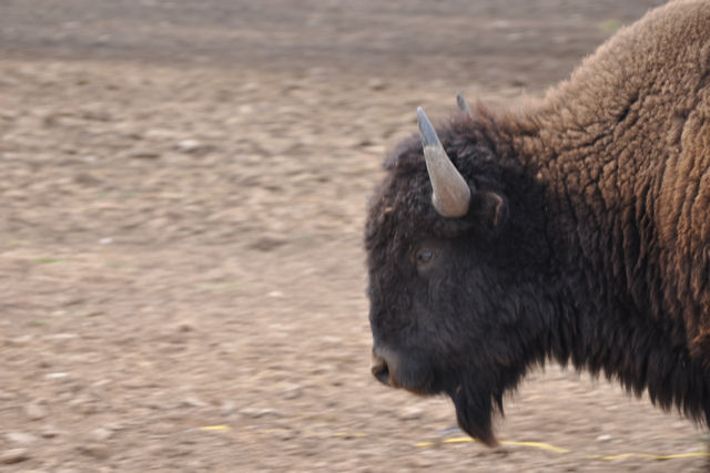 Bison