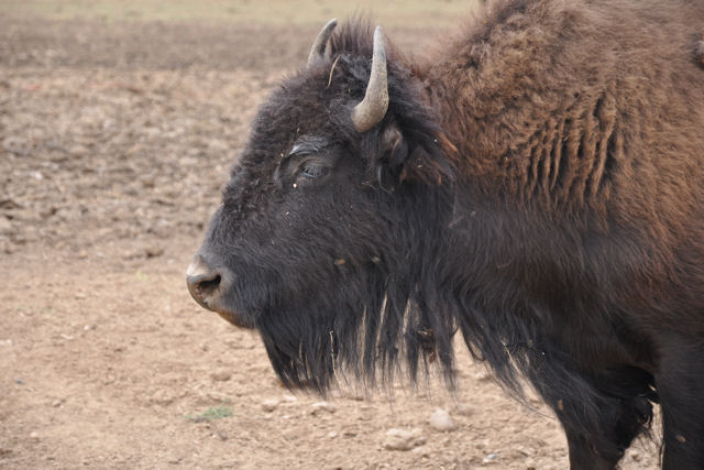 Bison