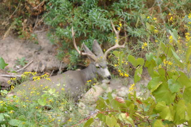 Zion national Park