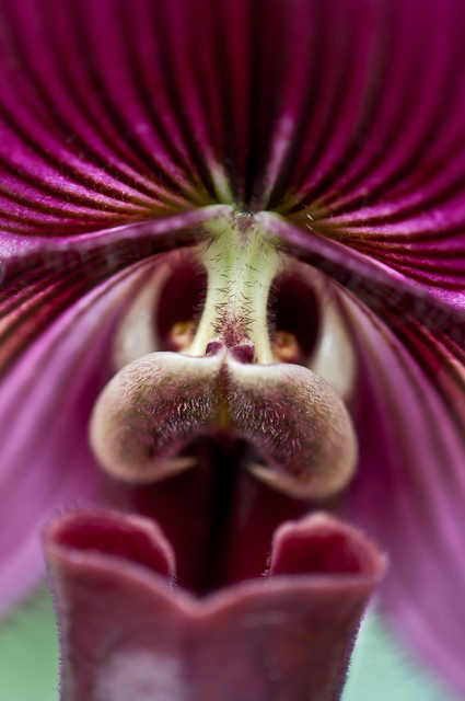 orchid