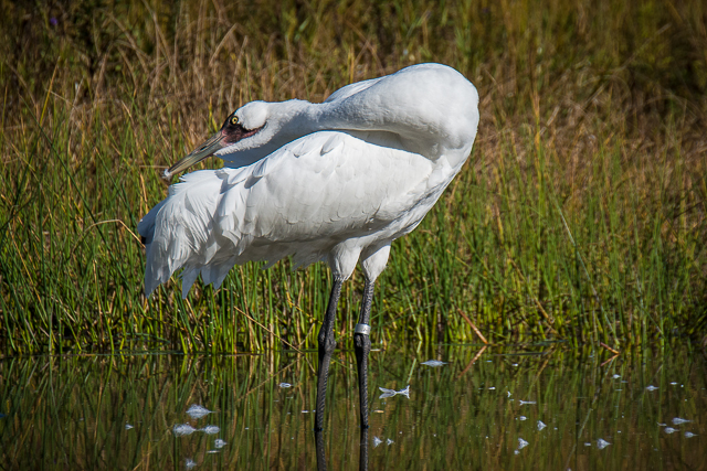 Whooping Crane