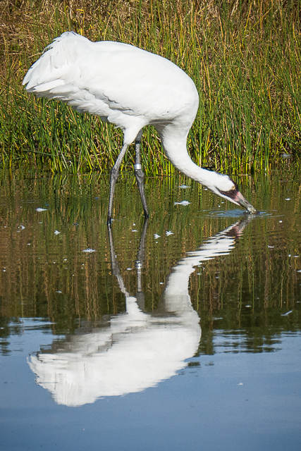 Whooping Crane