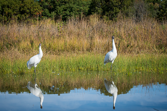 Whooping Cranes