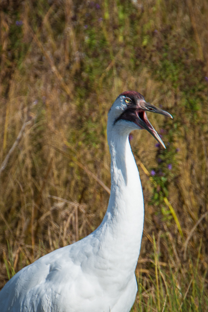 Whooping Crane