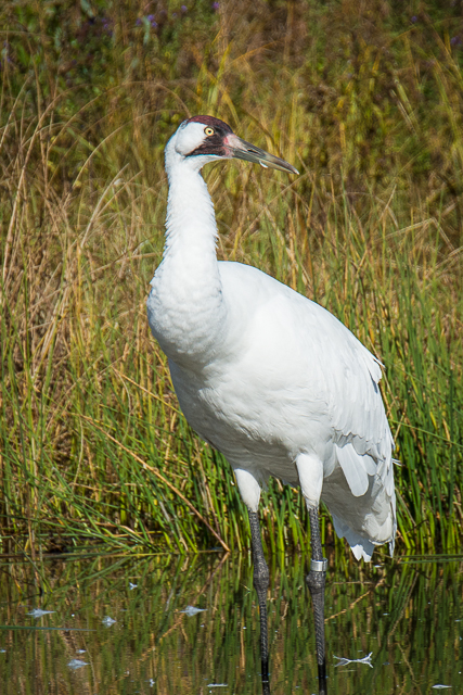 Whooping Crane