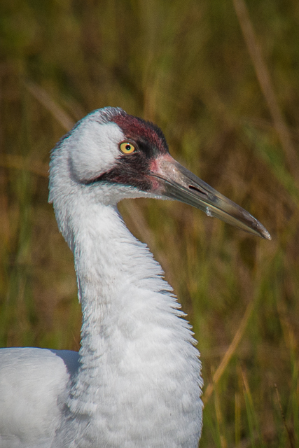 Whooping Crane