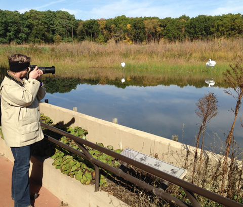 Whooping Crane