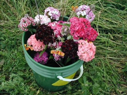 Bucket of flowers